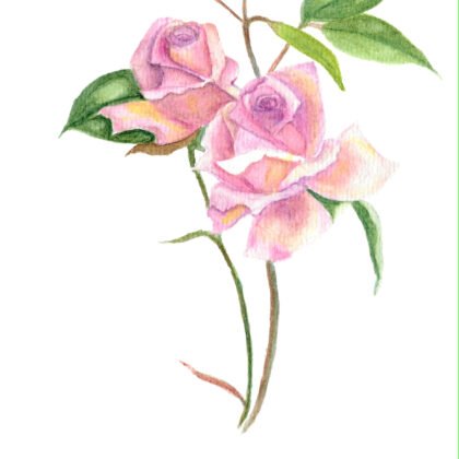 Pink Rose botanical watercolour