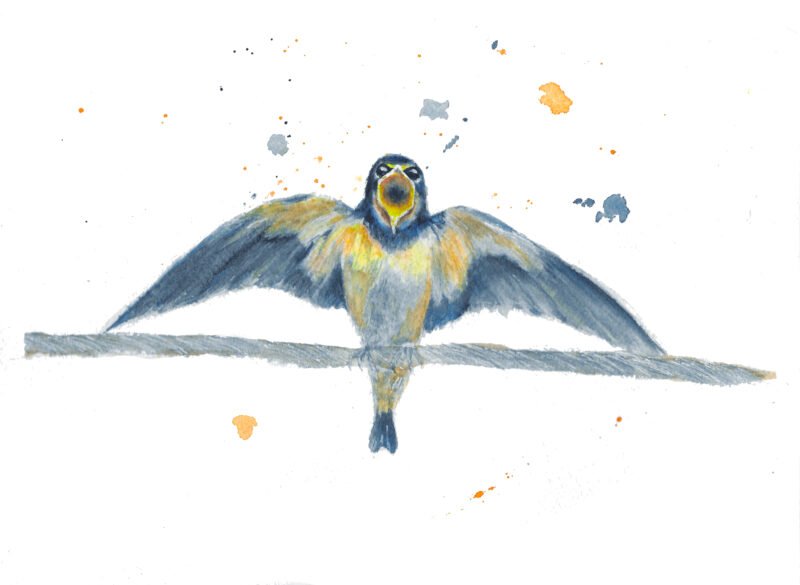 Signed watercolour print of swallow ready to migrate