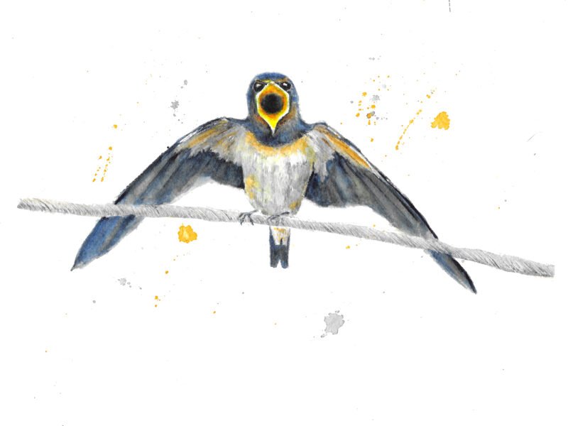 Watercolour bird painting swallow watercolour picture