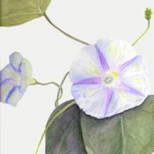 Ipomoea, Morning Glory Botanical