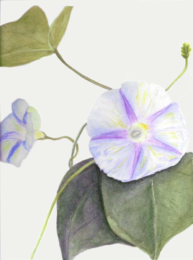 Ipomoea, Morning Glory Botanical