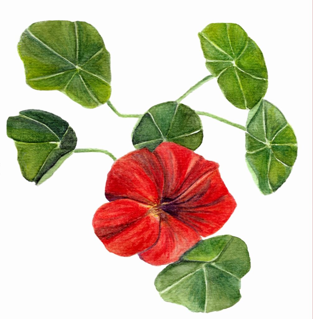 Nasturtium print form an original botanical watercolour painting.