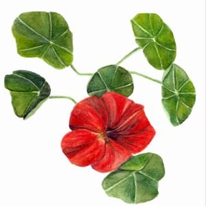 Nasturtium print form an original botanical watercolour painting.