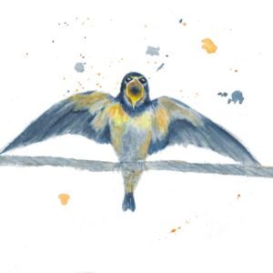 Swallow Ready For The Off!