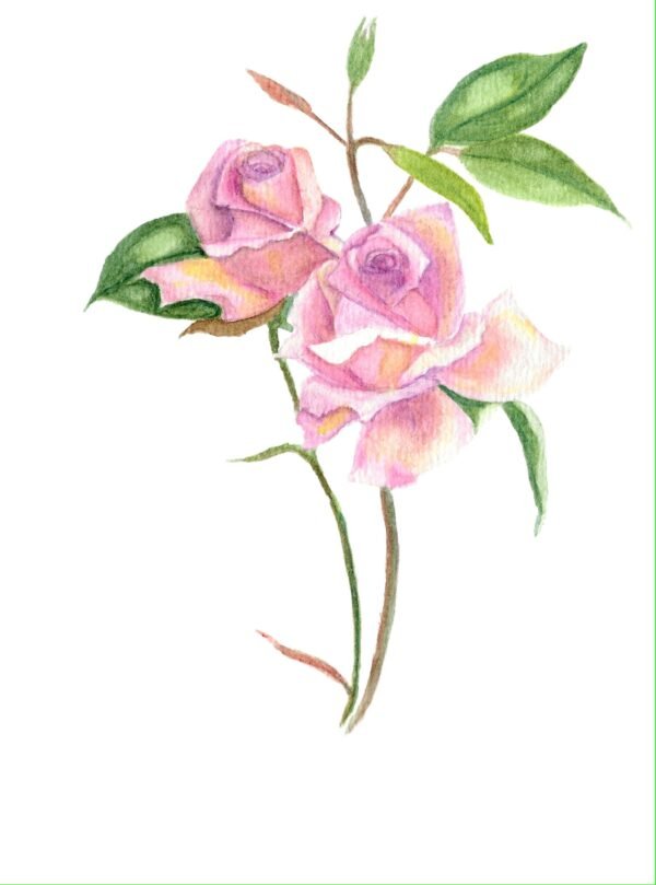 Rose Botanical